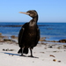 Bank Cormorant - Photo (c) Justin Hawthorne, some rights reserved (CC BY-NC), uploaded by Justin Hawthorne