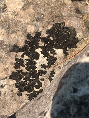 Lathagrium undulatum