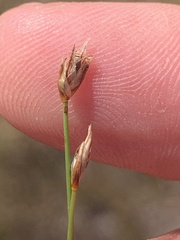 Eleocharis quinqueflora