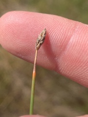 Eleocharis quinqueflora