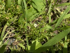 Sagina japonica