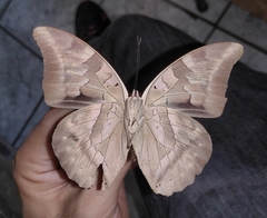 Archaeoprepona demophon centralis