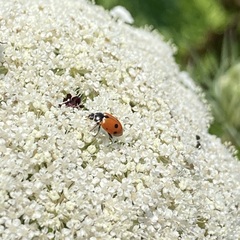 Hippodamia variegata