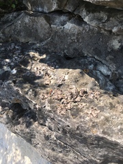 Dermatocarpon dolomiticum