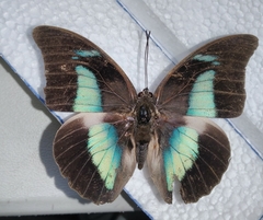 Archaeoprepona demophon centralis