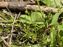 Sagina japonica