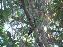 Amblycercus holosericeus