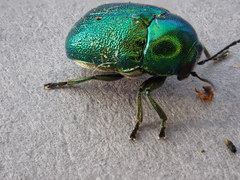 Cryptocephalus aureolus