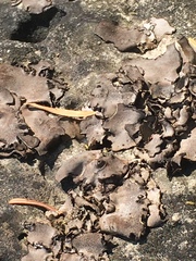 Dermatocarpon dolomiticum