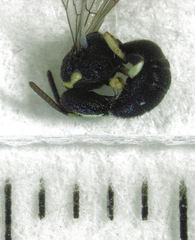 Hylaeus euxanthus