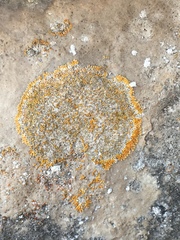 Leproplaca cirrochroa