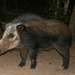 חזיר הסבך - Photo (c) Bernard DUPONT,  זכויות יוצרים חלקיות (CC BY-SA)