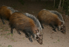 Bush-Pig photo 4