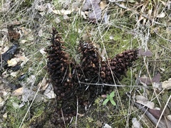 Kopsiopsis strobilacea