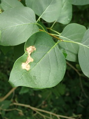 Gracillaria syringella