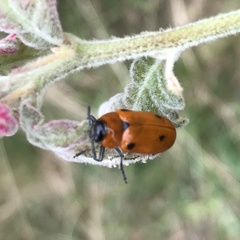Tituboea sexmaculata