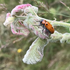 Tituboea sexmaculata