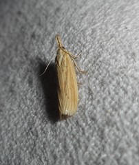 Ematheudes punctella