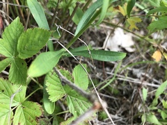 Sericocarpus linifolius
