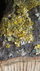 Xanthoria parietina