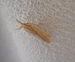 Ematheudes punctella