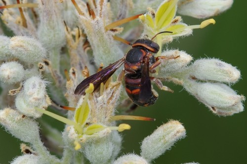 Megachilidae image