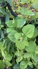 Galinsoga parviflora