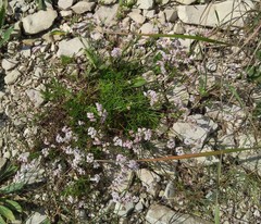 Asperula supina