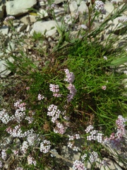 Asperula supina