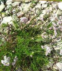 Asperula supina