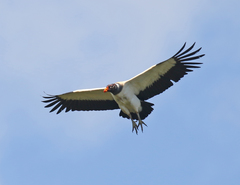 King Vulture photo 2