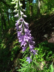 Delphinium fissum