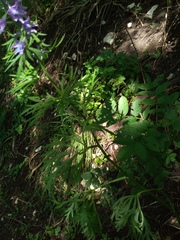 Delphinium fissum