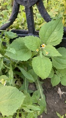 Galinsoga parviflora
