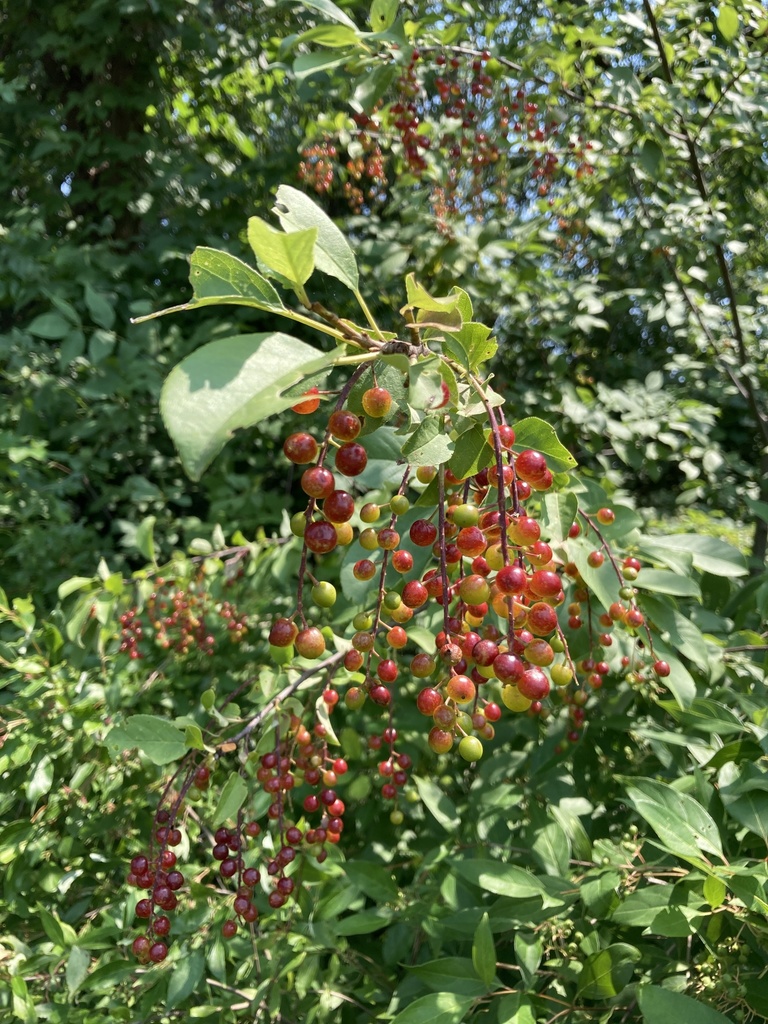 chokecherry from 18 Mile Rd, Clinton Township, MI, US on July 05, 2021