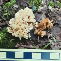 Sebacina sparassoidea