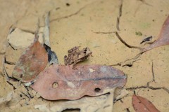 Rhinella proboscidea