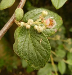 Cotoneaster sternianus