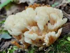 Sebacina sparassoidea