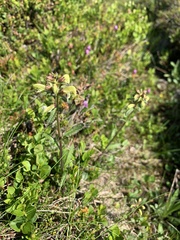 Pedicularis lapponica