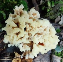 Sebacina sparassoidea