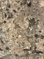 Hymenelia heteromorpha