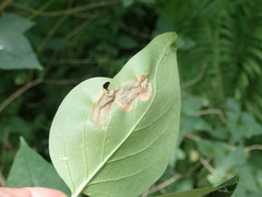 Gracillaria syringella