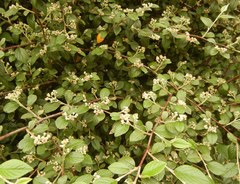 Cotoneaster sternianus