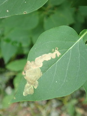 Gracillaria syringella