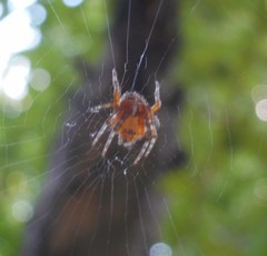 Araneus diadematus