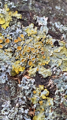 Xanthoria parietina
