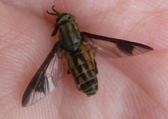 Chrysops striatus
