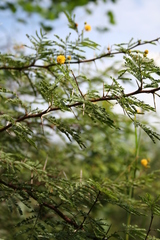 Vachellia hockii
