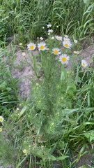 Tripleurospermum inodorum